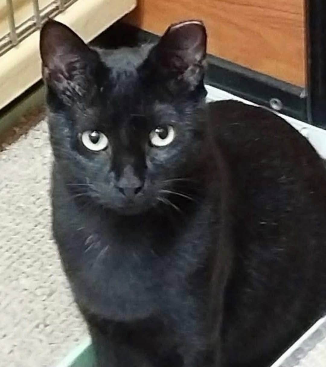 Macchi