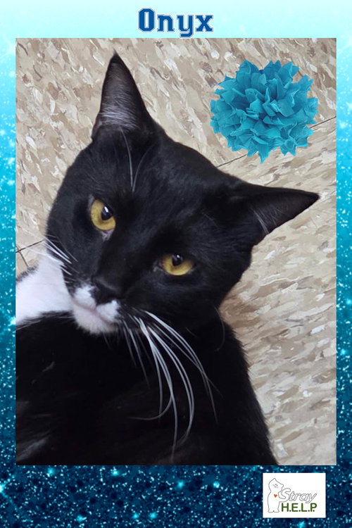 ONYX - Domestic Short Hair / Tuxedo available for adoption