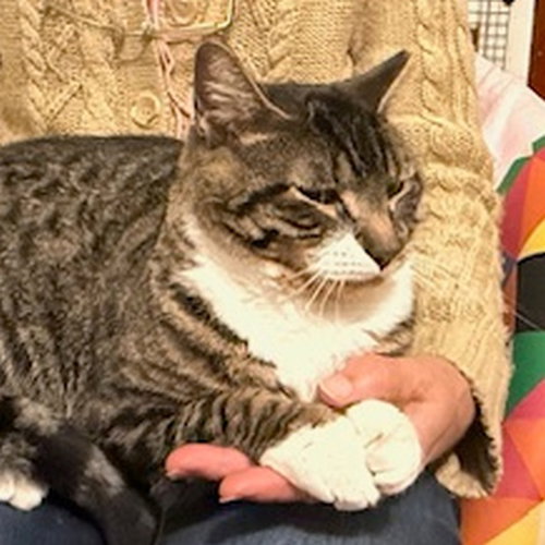 ONYA - Domestic Short Hair available for adoption