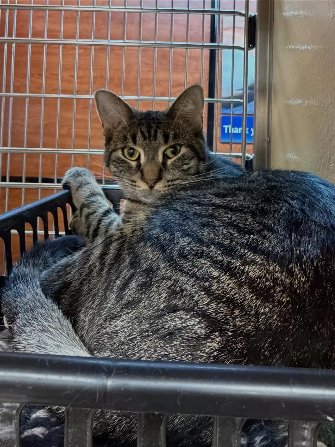 Cedar - Domestic Short Hair