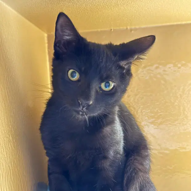 Jasper - Domestic Short Hair