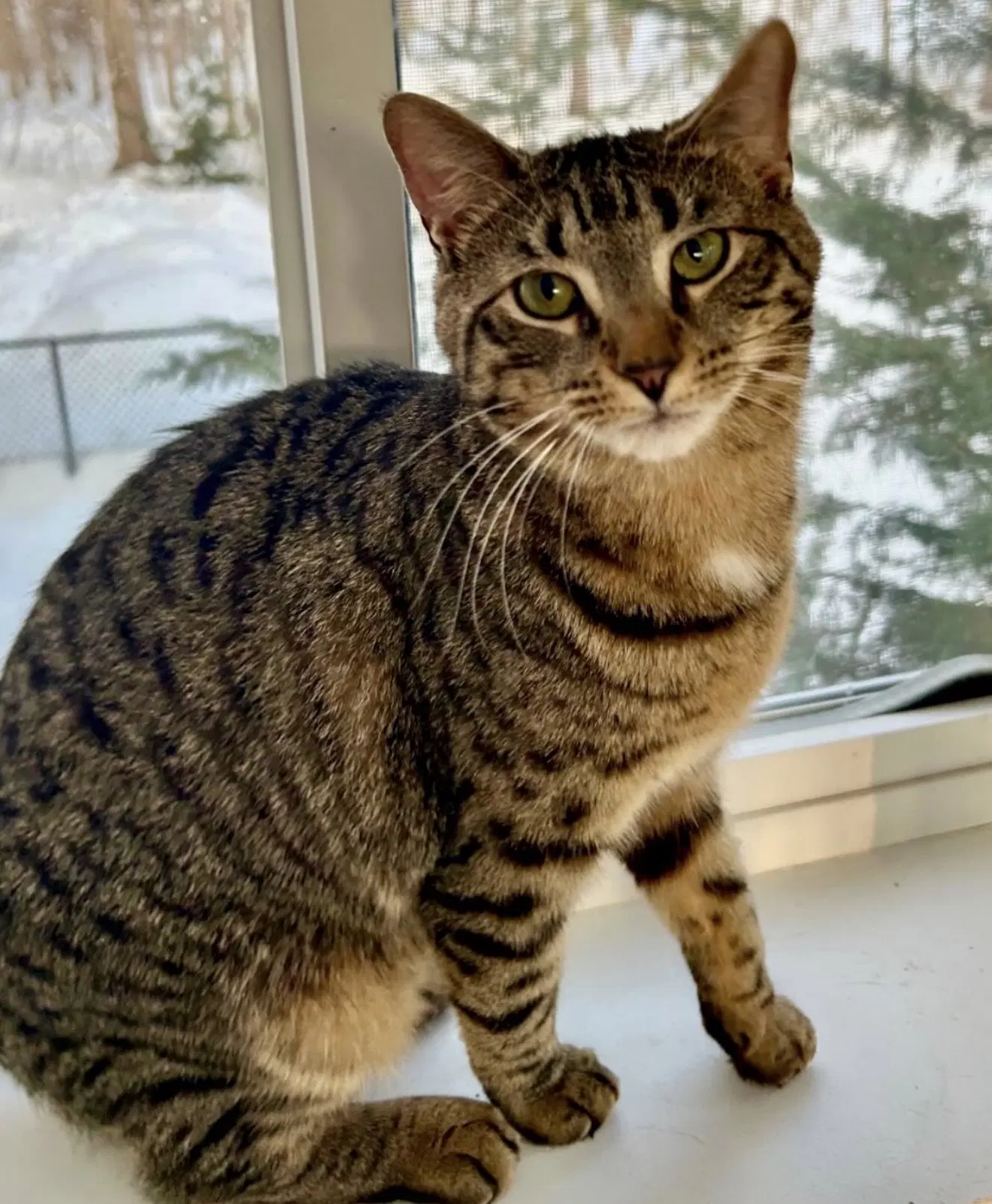 Oatmeal - Domestic Short Hair