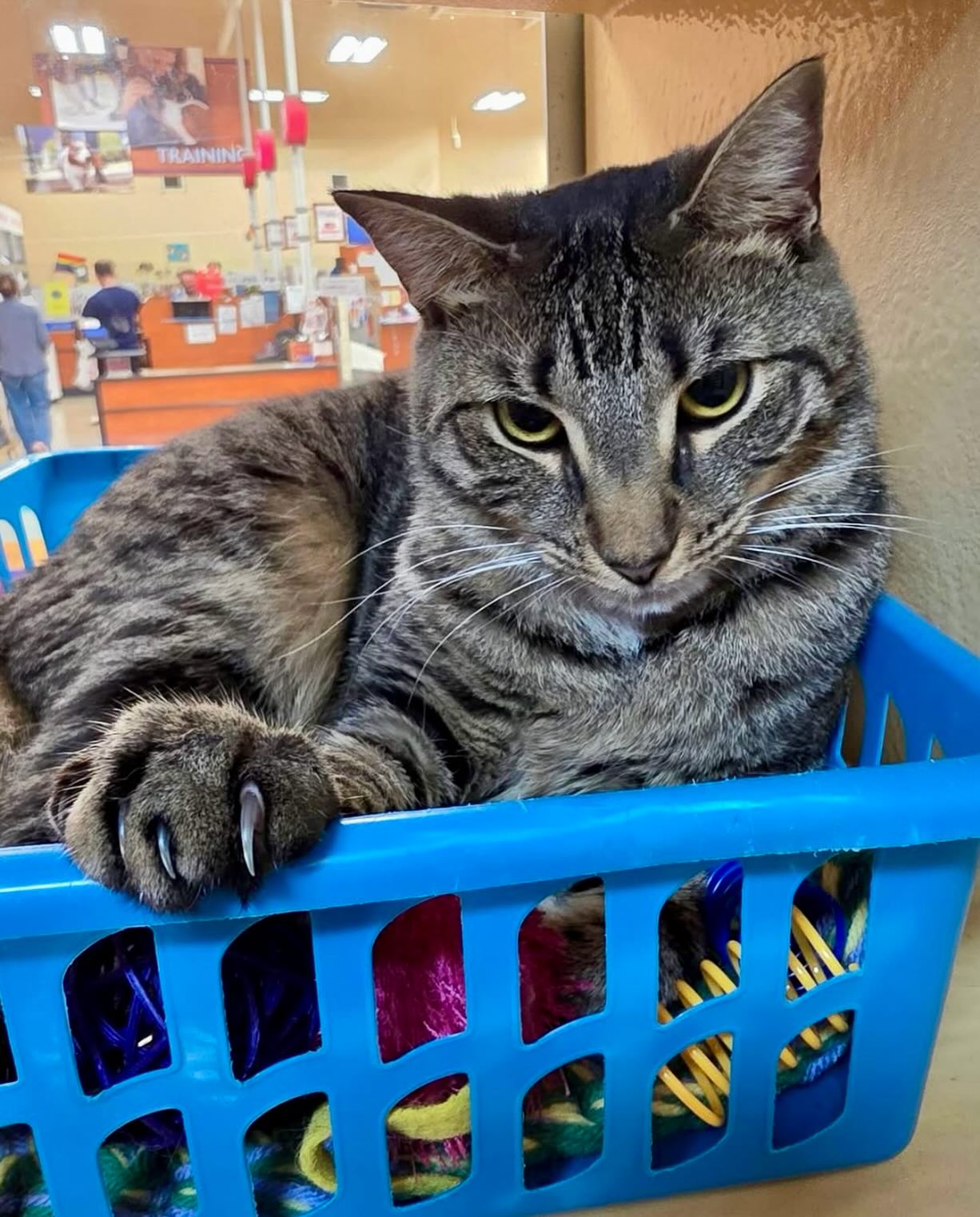 Oatmeal cat available for adoption
