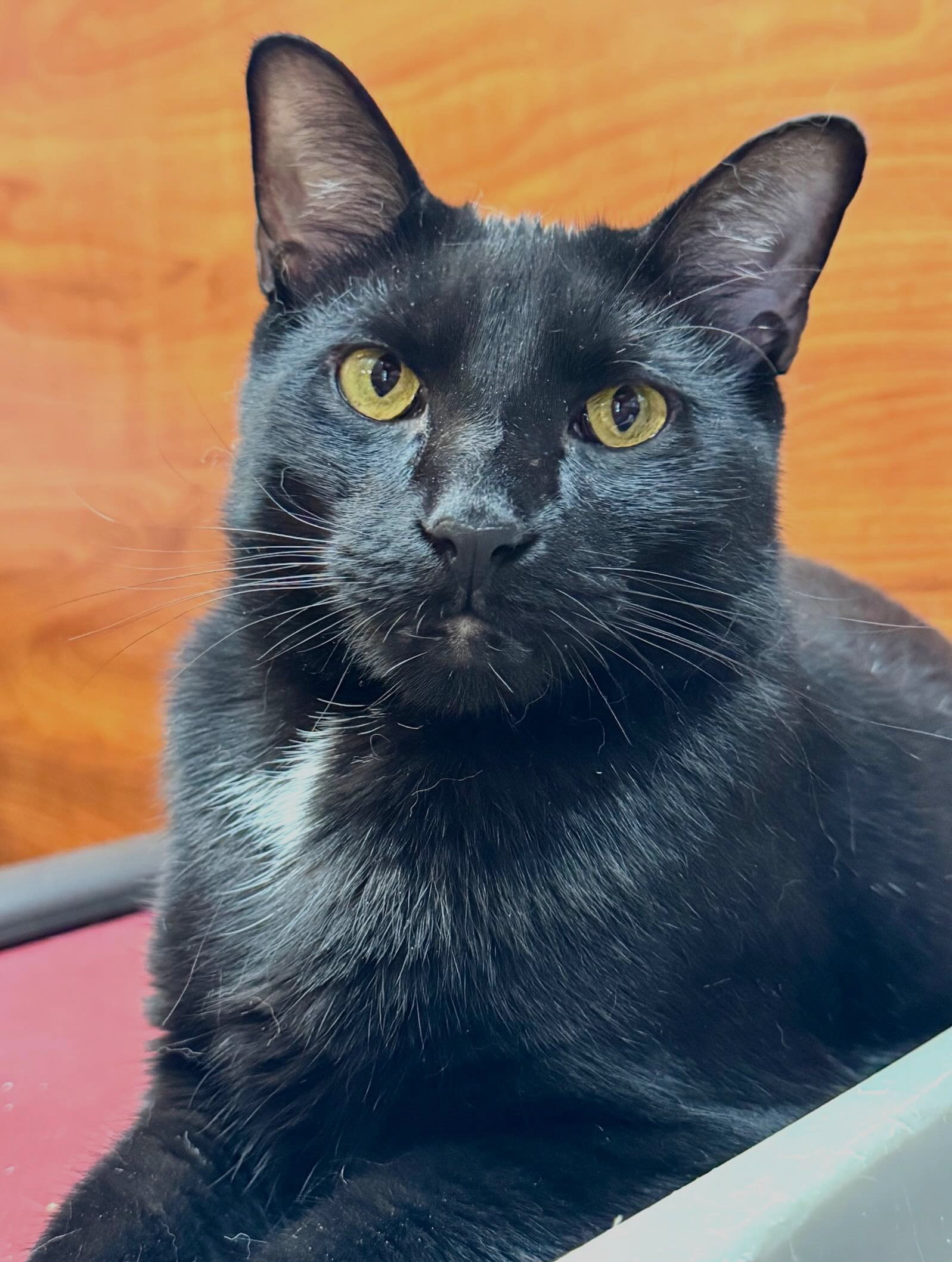 Oatcake cat available for adoption