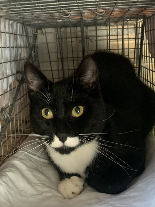 Obsidian, an adoptable Domestic Short Hair in Fishkill, NY
