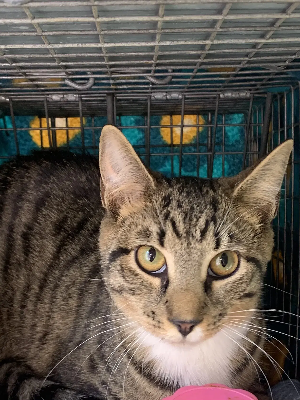 Okra - Domestic Short Hair