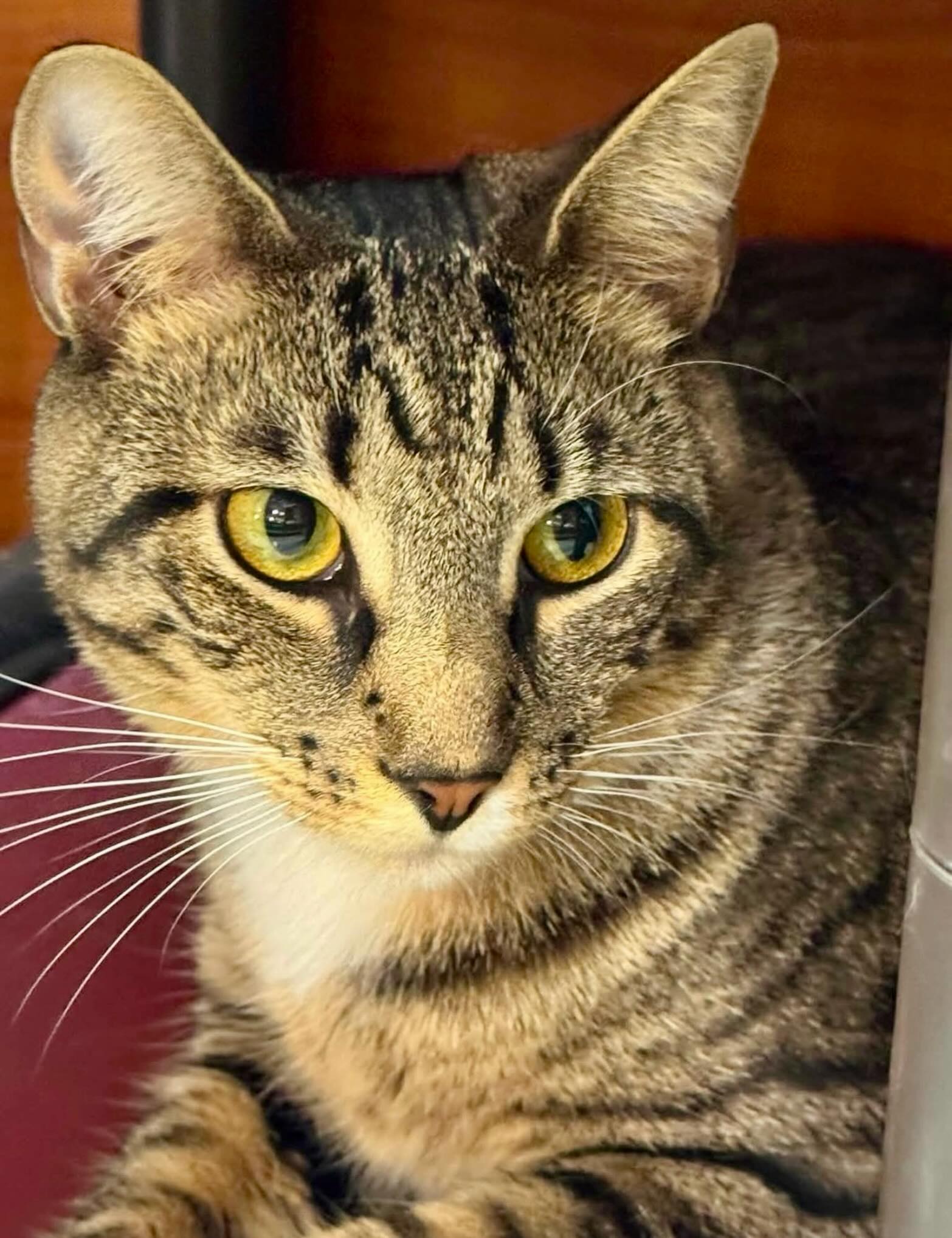 Okra cat available for adoption