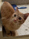Tang - Photo 1