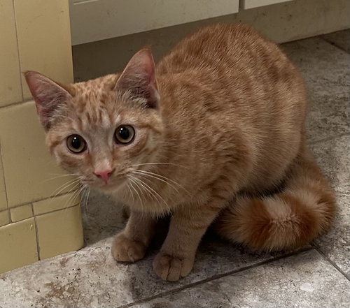 TANG - Domestic Short Hair available for adoption
