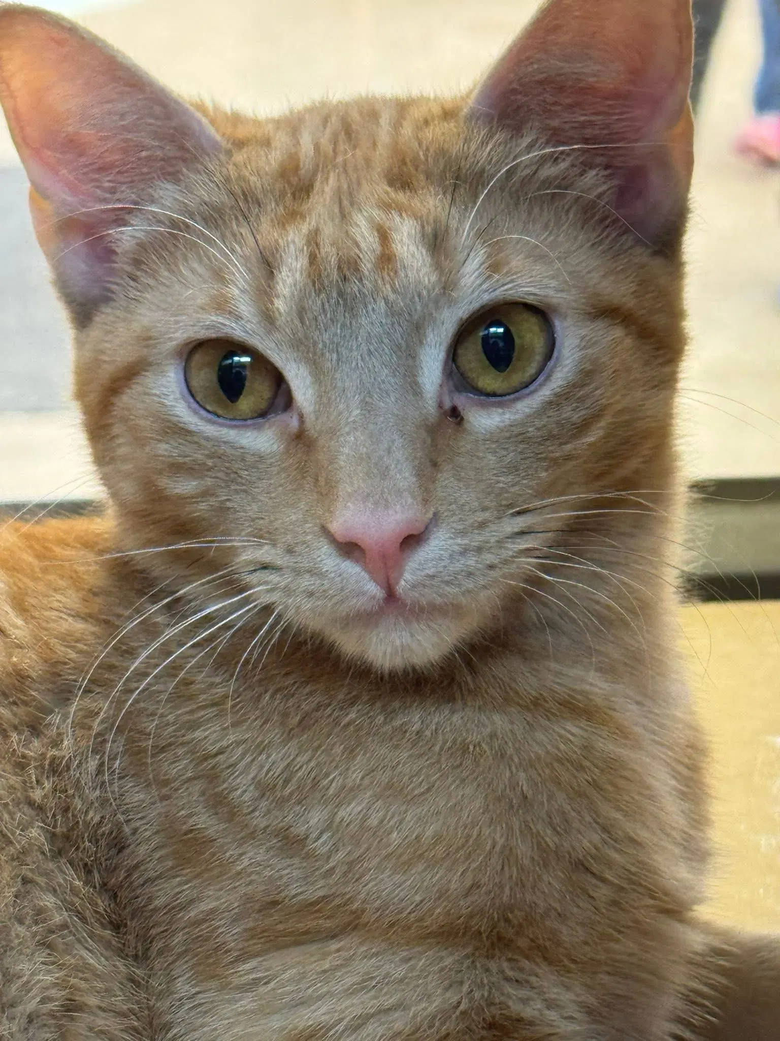 Tang - Domestic Short Hair