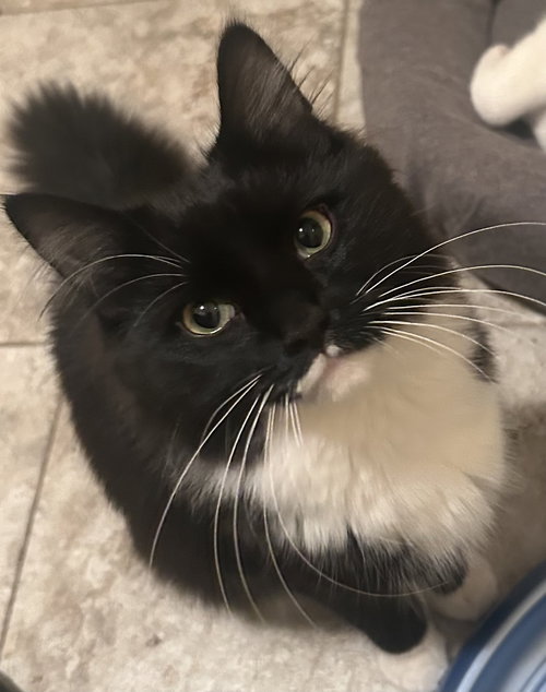 EL, an adoptable Domestic Medium Hair in Fishkill, NY