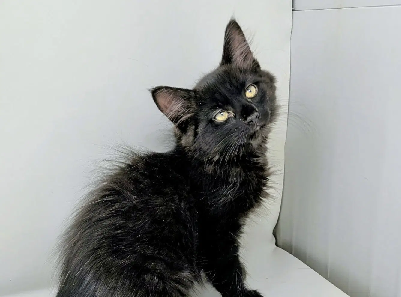Shamrock - Domestic Long Hair