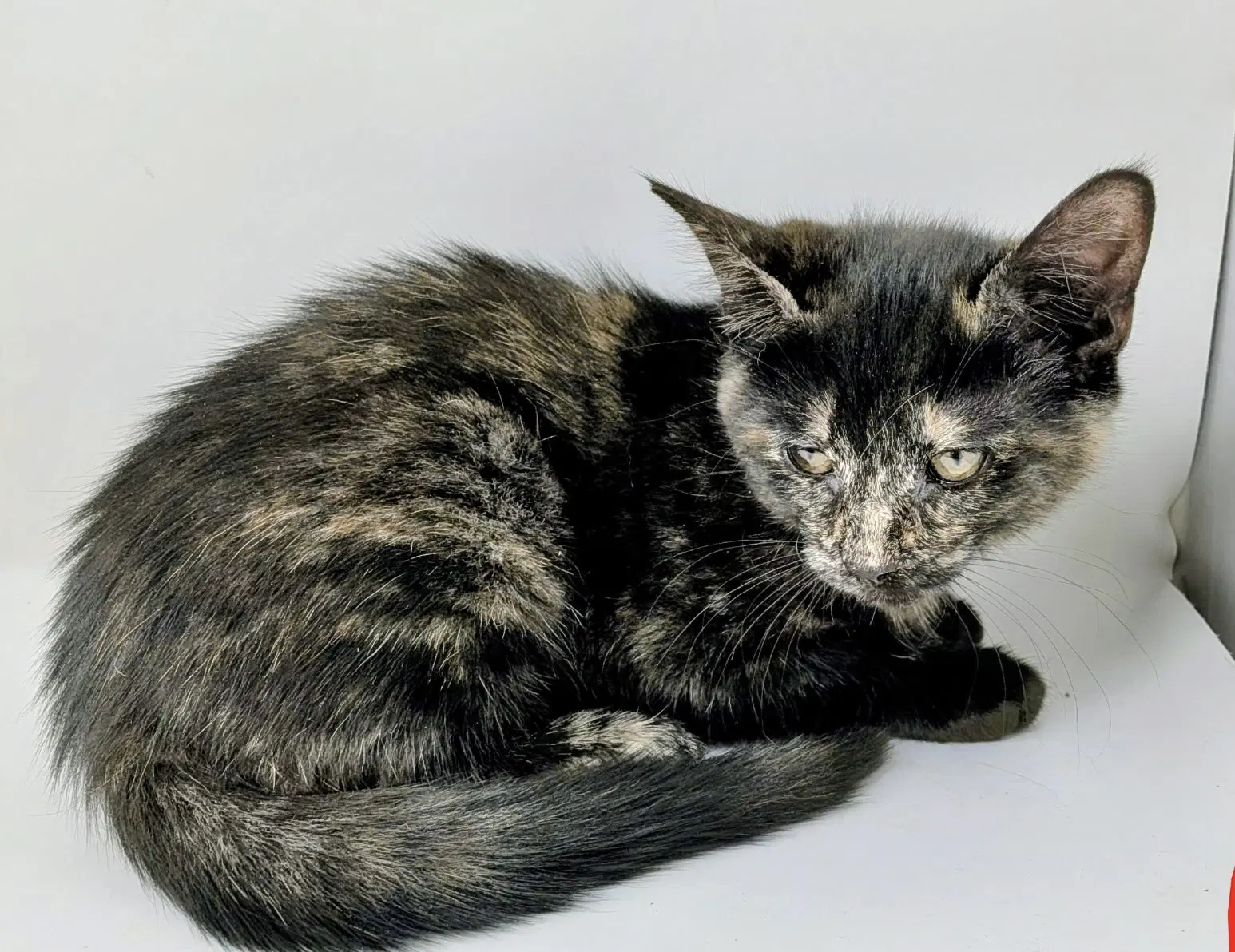 Riley - Domestic Short Hair
