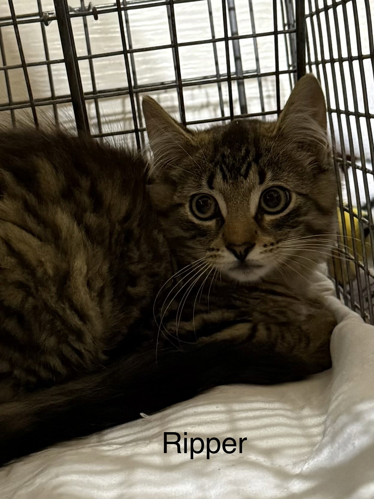 Rysy cat available for adoption