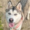 adoptable Dog in lompoc, CA named JOJO