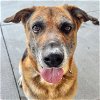 adoptable Dog in lompoc, CA named AVA