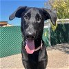 adoptable Dog in lompoc, CA named ATLAS