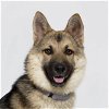 adoptable Dog in lompoc, CA named JUJU