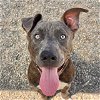 adoptable Dog in lompoc, CA named JUNIOR