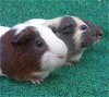 adoptable Guinea Pig in  named EEYORE