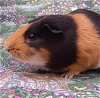 adoptable Guinea Pig in  named TABASCO