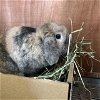 adoptable Rabbit in lompoc, CA named CARMELITA