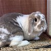 adoptable Rabbit in lompoc, CA named AUDREY HEPBUN