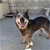 adoptable Dog in lompoc, CA named JAKUNA