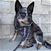 adoptable Dog in lompoc, CA named FALCON