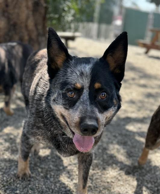 adoptable Dog in Lompoc, CA named FALCON