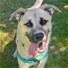 adoptable Dog in  named SUMMER