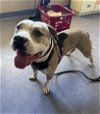 adoptable Dog in lompoc, CA named DALLAS