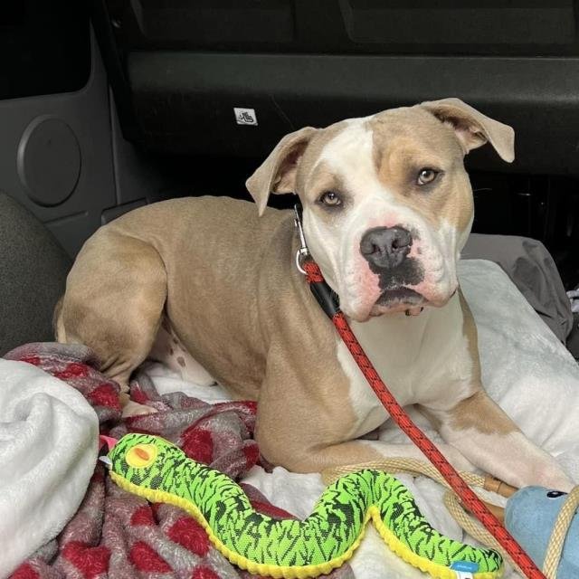 adoptable Dog in Lompoc, CA named DALLAS