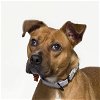 adoptable Dog in lompoc, CA named COCO CHANEL