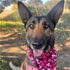 adoptable Dog in lompoc, CA named DAHLIA