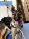adoptable Dog in lompoc, CA named GOUDA