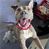adoptable Dog in lompoc, CA named WATERMELON