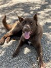 adoptable Dog in lompoc, CA named ELLIOT