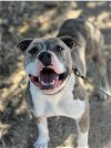 adoptable Dog in lompoc, CA named DRACO