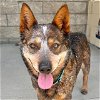 adoptable Dog in lompoc, CA named JAKUNA
