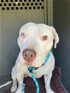 adoptable Dog in lompoc, CA named MURPHY