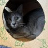 adoptable Cat in lompoc, CA named MISTY