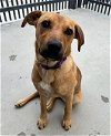adoptable Dog in lompoc, CA named LILLY