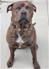 adoptable Dog in lompoc, CA named BUSCOE