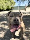 adoptable Dog in Lompoc, CA named ANDRE