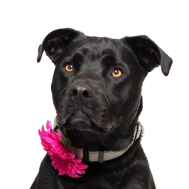 adoptable Dog in Lompoc, CA named MIDNIGHT HOPE