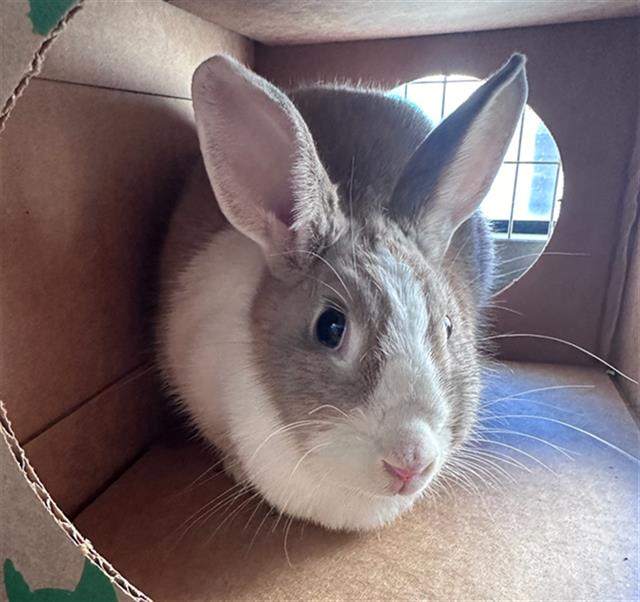 adoptable Rabbit in Lompoc, CA named QUEEN