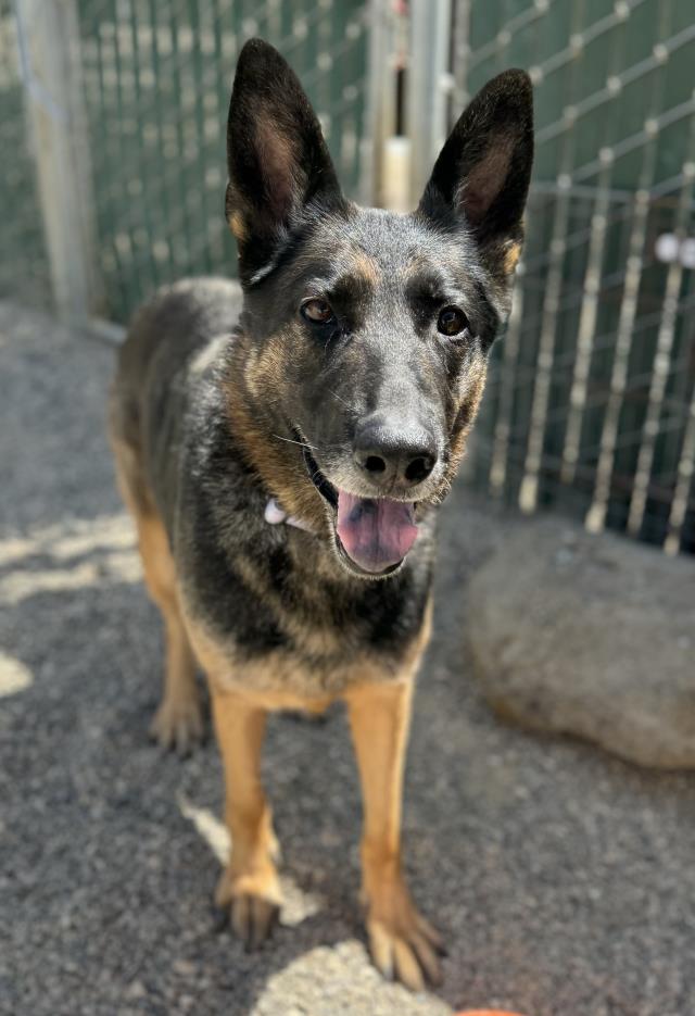 adoptable Dog in Lompoc, CA named MAGGIE