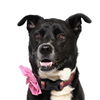 adoptable Dog in  named SALLY