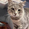 adoptable Cat in , CA named NODDY